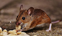24 Hour & Emergency Exterminators in Lake Mahopac, NY